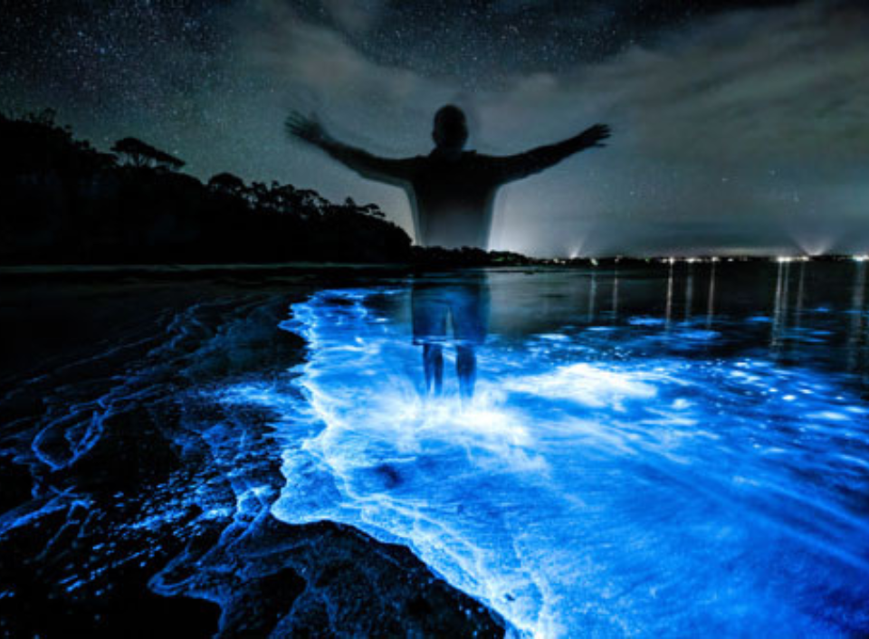 Read more about the article French Start-up Set to Commercialise Bioluminescence